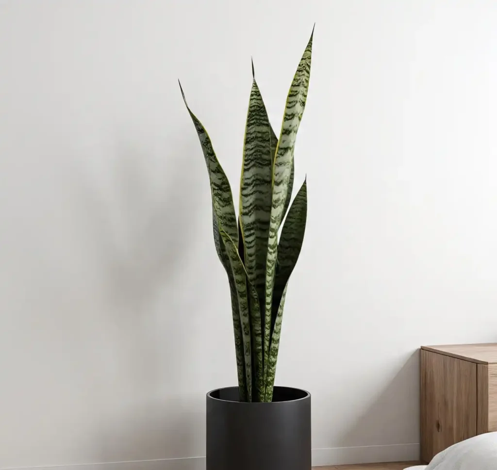 Best Indoor Plants: Elevate Your Space with Greenery 3 Best Indoor Plants